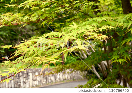 Kobe Rikyu Park in early summer 130766790
