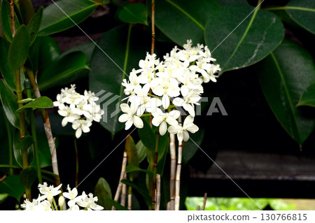 Kobe Rikyu Park in early summer 130766815