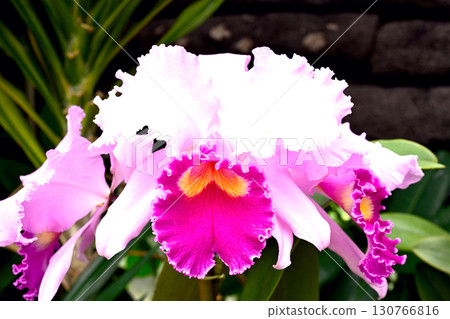 初夏的神戶離宮公園 130766816