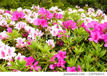 Kobe Rikyu Park in early summer 130766819
