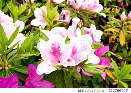 初夏的神戶離宮公園 130766947