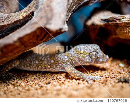 Elegance Bow Fingered Gecko 130767016