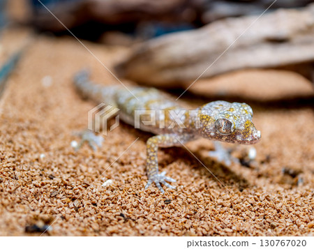Elegance Bow Fingered Gecko 130767020