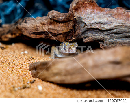 優雅弓壁虎 130767021