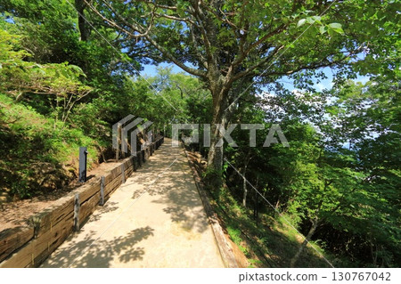 Shizuoka Prefecture, Izunokuni City, Izu Panorama Park Forest Walk 130767042
