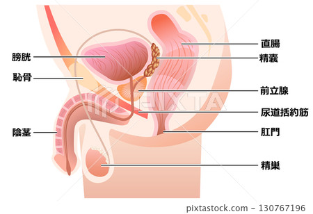 攝護腺定位 130767196