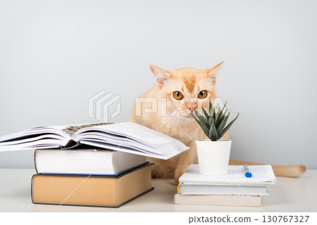 Burmese cat reading book at table - smart pet with books against blue wall with copy space 130767327