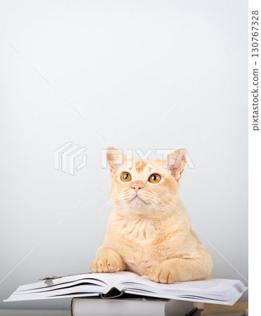 Burmese cat reading book at table - smart pet with books against blue wall with copy space 130767328