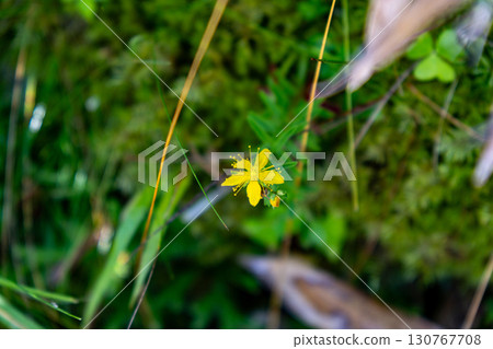 [Japan's 100 Famous Mountains] Mount Tsurugi: Hypericum blooming along the hiking trail. Miyoshi City, Tokushima Prefecture. 130767708