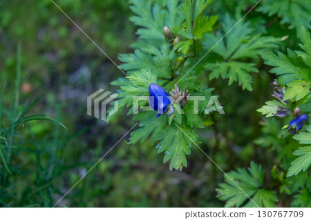 【日本百座名山】劍山：德島縣三好市登山步道兩旁盛開的四國花 130767709