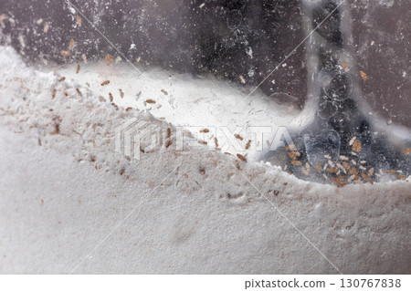 Liposcelis bostrychophila pest in flour. Tiny Trogium pulsatorium (booklouse) in glass jar, soft focus 130767838