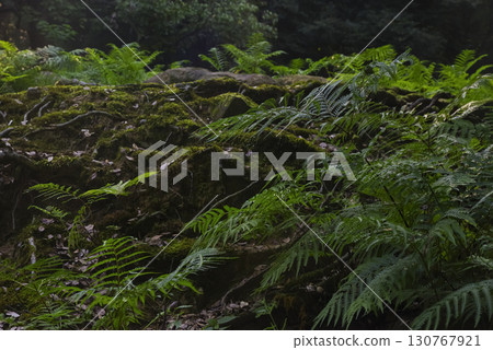 Forest landscape with mossy stumps and ferns 130767921