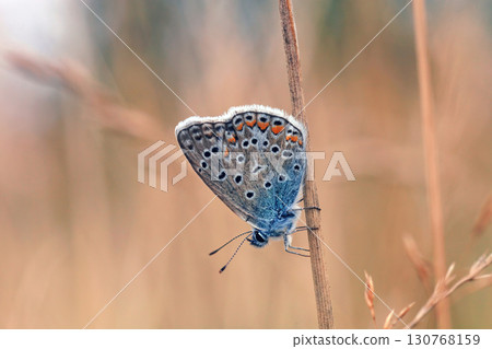 European common blue butterfly fly in autumn field, side view European common blue butterfly fly in autumn field, side view 130768159