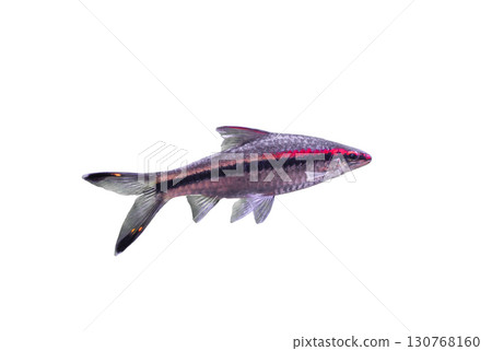 Denison's barb (Puntius denisonii) striped fish isolated on white background, side view 130768160