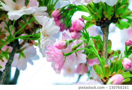Pink cherry blossoms grow in an arch in spring garden close up Pink cherry blossoms grow in an arch in spring garden close up 130768161
