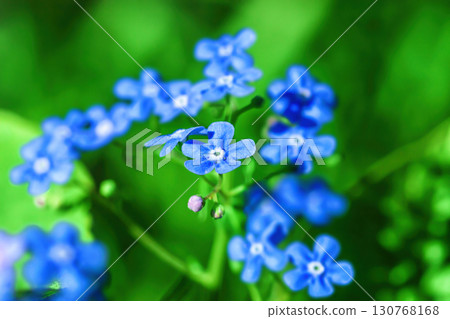 Blue forget-me-not little flowers growing in summer ornamental garden, soft focus 130768168