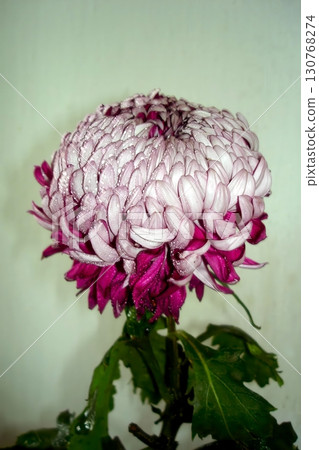 A Large Flowered Chrysanthemum Showcases Its Delicate Petals Adorned With Droplets of Water 130768274