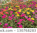 Porchula花園 130768283