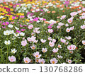 Porchula花園 130768286