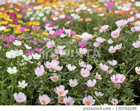 Flower garden of Porchula Flower garden of Porchula 130768286