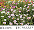 Porchula花園 130768287