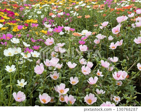 Porchula花園 130768287