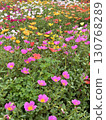 Porchula花園 130768289