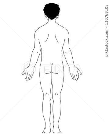 Anatomical upright position, male, back, line drawing, with hair 130769105