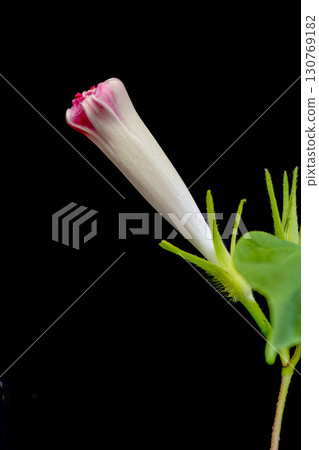 Morning glory flowers wilted after blooming in the evening 130769182