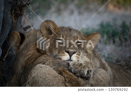 Lion in a nap 130769292