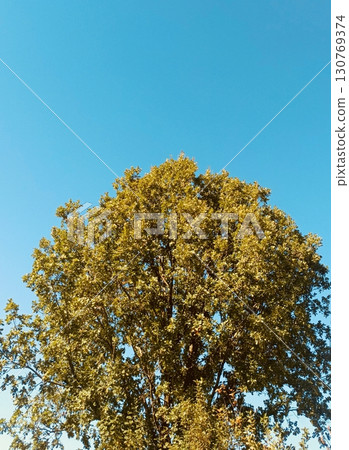 Yellow-green tree canopy from below in natural style in vibrant blue and yellow hues representing summer and tranquility with copy space 130769374
