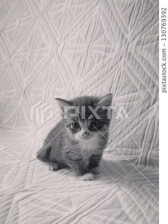 Small grey kitten with a curious and innocent mood looking at the camera representing pet companionship against a patterned blanket 130769392