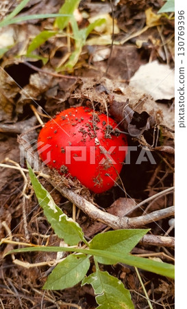 Bright red speckled mushroom in a detailed style in red and brown colors representing natural vibrancy Bright red speckled mushroom in a detailed style in red and brown colors representing natural vibrancy 130769396