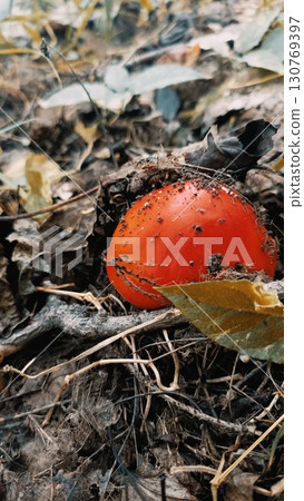 Vibrant red mushroom in a natural style in red and brown colors representing autumnal decay and resilience 130769397