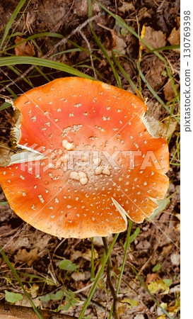 Orange fly agaric mushroom close-up in warm hues representing autumnal woodland beauty 130769398