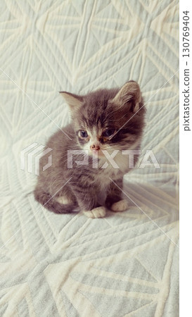 Vulnerable small gray kitten with a melancholic look representing fragility on a light blue textured blanket 130769404