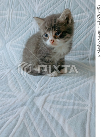 Small grey and white kitten with a gentle expression representing innocence on a patterned teal blanket Small grey and white kitten with a gentle expression representing innocence on a patterned teal blanket 130769405
