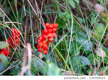 Arum italicum a species of flowering herbaceous perennial plant in the family Araceae, also known as Italian arum and Italian lords and ladies. 130769425