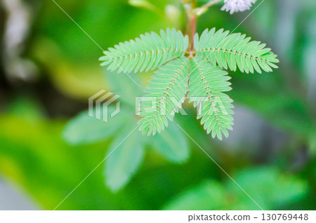 Sensitive plant , Shameplant or Sleeping grass or Mimosa hispidula Kunth or Mimosa pudica L or weed Sensitive plant , Shameplant or Sleeping grass or Mimosa hispidula Kunth or Mimosa pudica L or weed 130769448