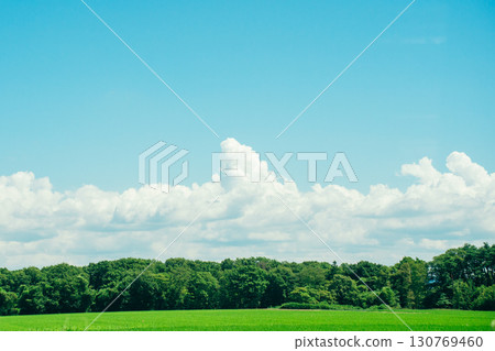 夏日藍天稻田、田園風光、積雨雲 130769460
