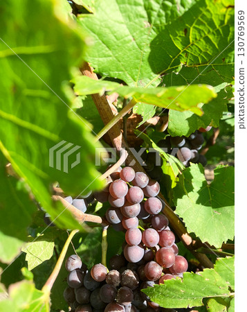 Golden Grapes Across Alsace Vineyards Golden Grapes Across Alsace Vineyards 130769569