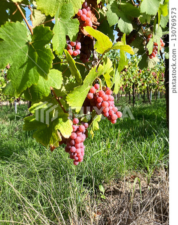 Golden Grapes Across Alsace Vineyards 130769573