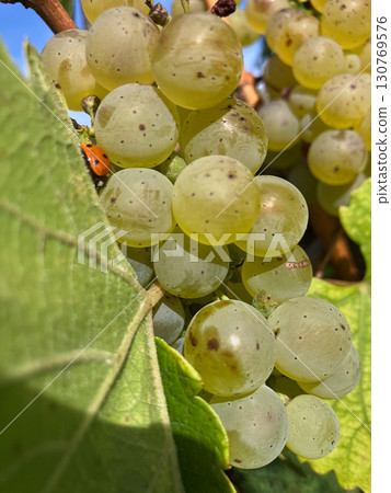 Golden Grapes Across Alsace Vineyards 130769576