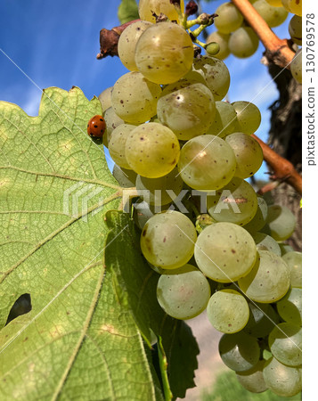 Golden Grapes Across Alsace Vineyards 130769578