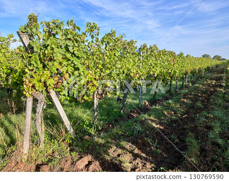Golden Grapes Across Alsace Vineyards 130769590