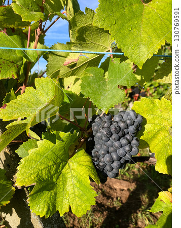 Golden Grapes Across Alsace Vineyards 130769591