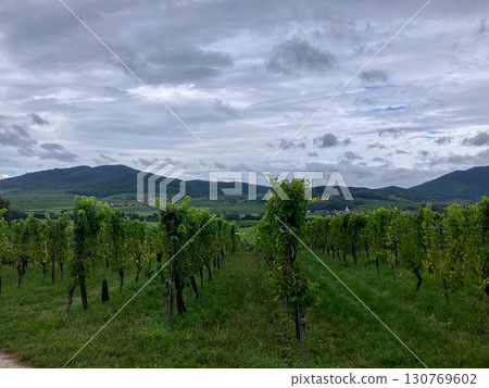 Golden Grapes Across Alsace Vineyards Golden Grapes Across Alsace Vineyards 130769602