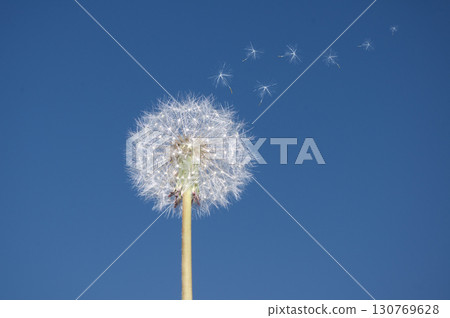 Flying parachutes from dandelion on blue sky background 130769628
