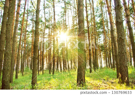 Rays of sunlight in the forest in summer Rays of sunlight in the forest in summer 130769633