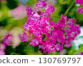 Crape myrtle 130769797